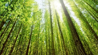 Sunlight In Forest 2023 11 27 05 08 44 Utc