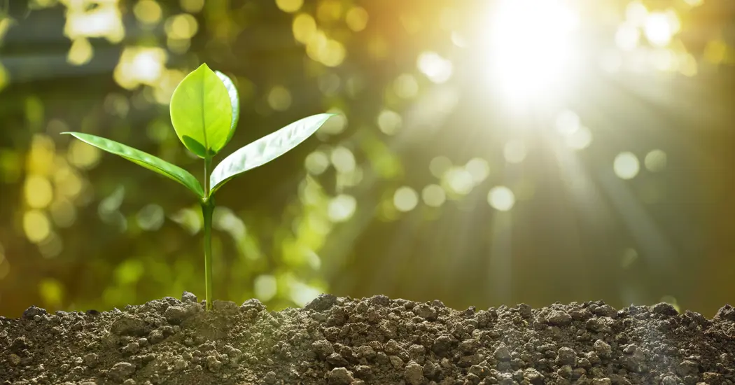 image is Young Plant 2023 11 27 04 58 08 Utc