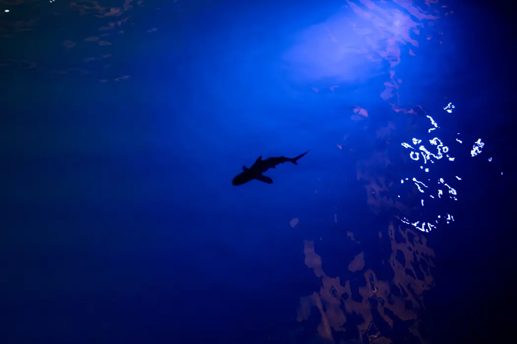 image is BloomburgMedia_SNA3XUT0AFB400_21-11-2024_19-00-09_638677440000000000.jpg