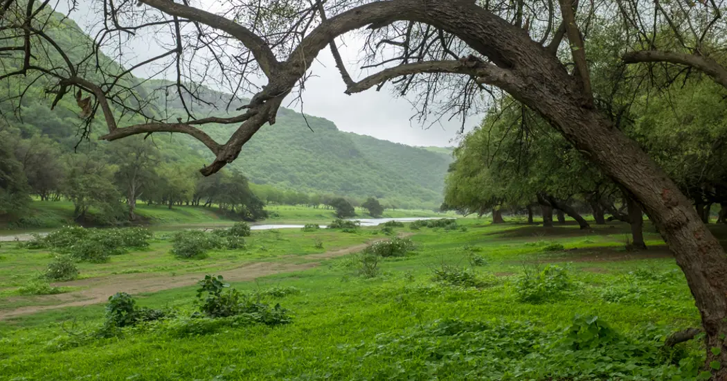 image is Dhofar