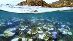 ‘Unprecedented’ Ocean Heat Waves in 2023 Suggest Climate Tipping Point BloomburgMedia_SZX0O5GPFHPN00_25-07-2025_15-00-24_638889984000000000.jpg