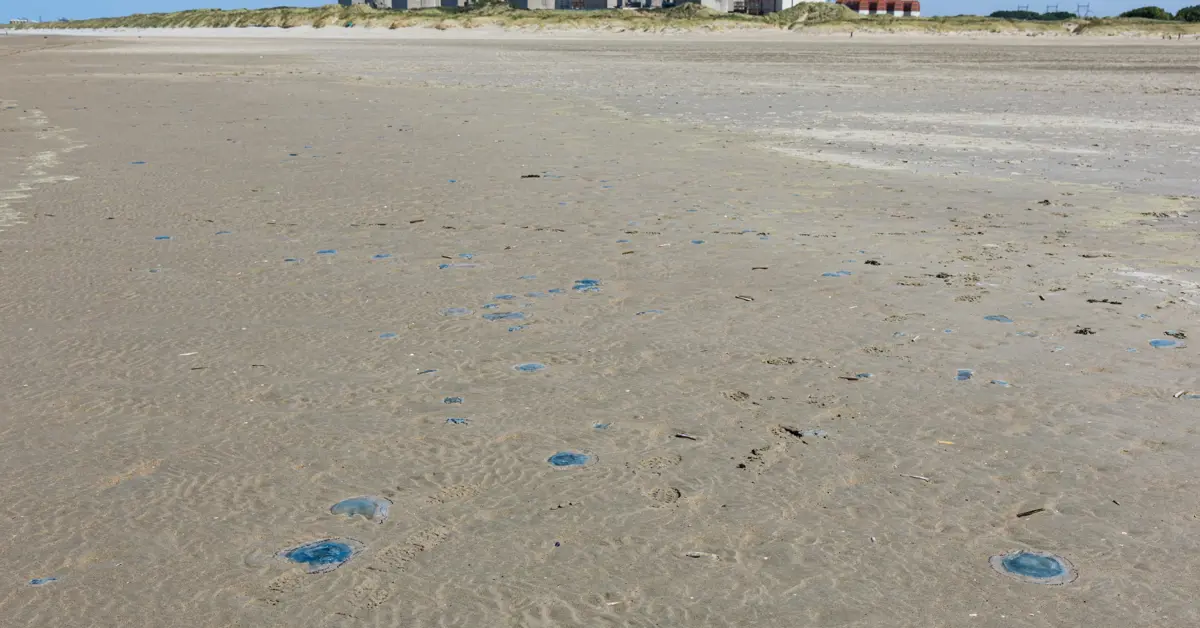 Jellyfish Again Disrupt Output at French Nuclear Site This Month